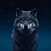 wolfcareer