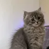 naroip5