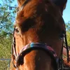 tino.horses.1.2