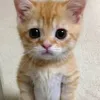 santino.santillan621