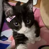 littlesmulan