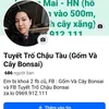 Tuyết Trố chậu tàu bonsai