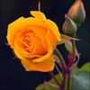 maqsood.khan7633