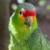 ParrotPedroPascal