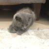 itickletoes.mendy