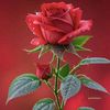nilantha8001
