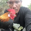 garung.depzai