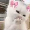 ellieyvz