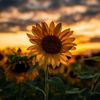 sunflower_01232