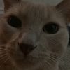 orangecatmeowmeow0