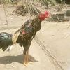 sulhan.illang