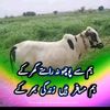 qadeerkhan8393