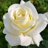 nur.halimah755