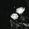 em_bng8