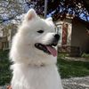 zelda_artic_fox