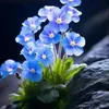 shan.5601234