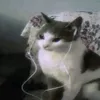 .meow._.music