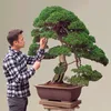 Bonsai-Zentrum Münsterland