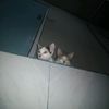 eggz_29