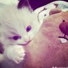 ciaa_imoet