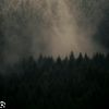 randomfish_54