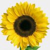 sunflowerme.loveu