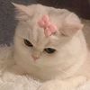 maya.ahmed7109