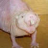 hammilton232