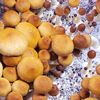 churchofthemicrocosm
