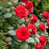 saed.iljbory