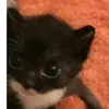 vick_mar1