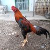 ramadhanku7
