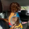 pet.hans