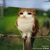 catdienthoaididocsachvo