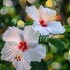 ahmedshahed466