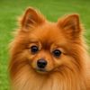 sam_w239061