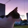 lauchita_73