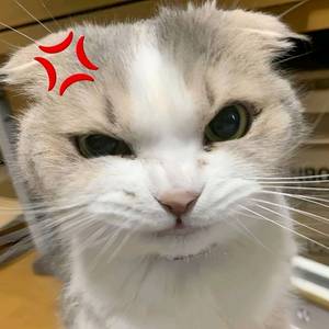 qwocdwy210