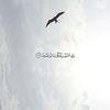 mnlk099