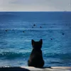 kiwis_girl