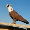 كابتن علوش