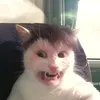 blrfanatic