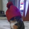 capibusya94
