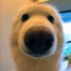 DoggieLearns