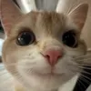 dailypurrlogue