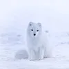 polar_fuchs
