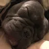 dandie118