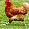 the_chickenman48
