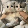 jellydiary6