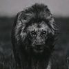 prime_rayzen7